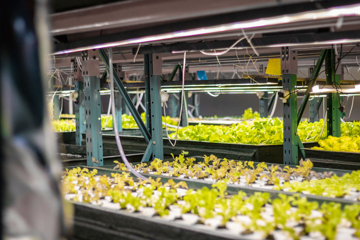 Commercial hydroponic tunnel built by Future Farms SA