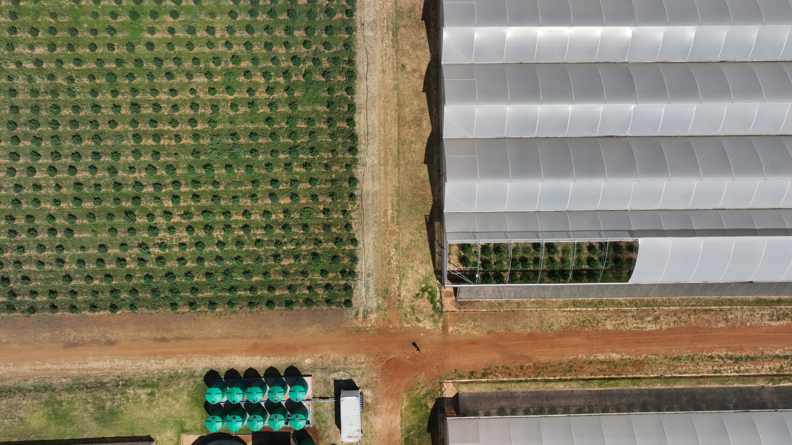 Multi-span greenhouse tunnels in an open field under a clear sky