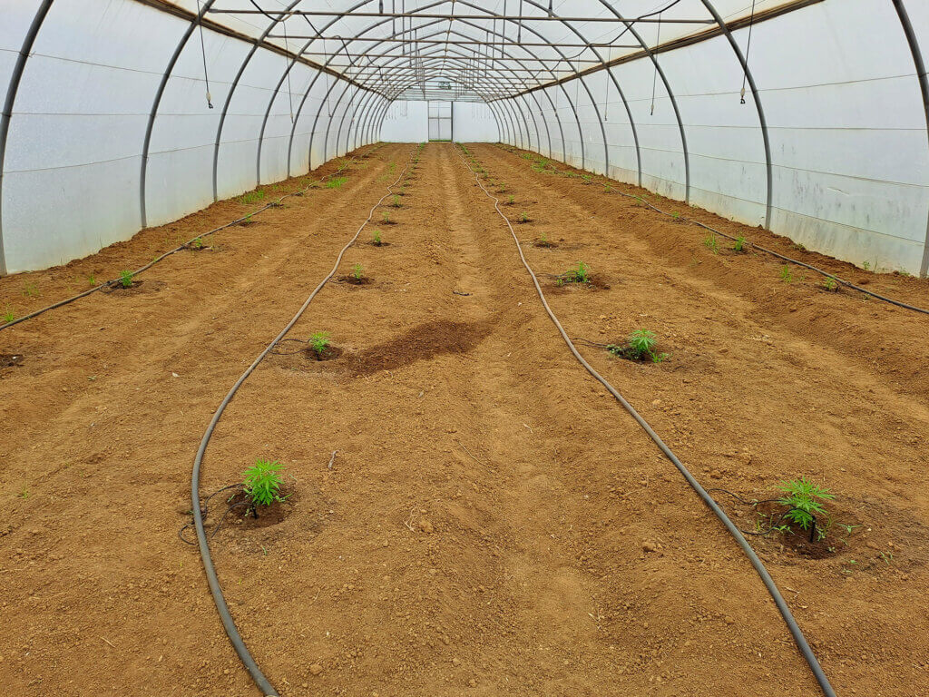 Drip irrigation hydroponic system installed in a Future Farms tunnel