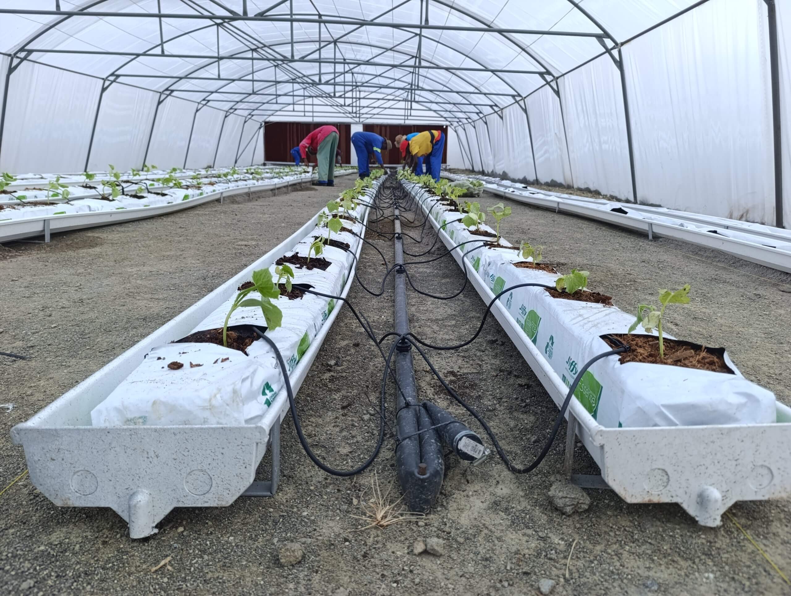 VegPro vine gully hydroponic system growing vine crops