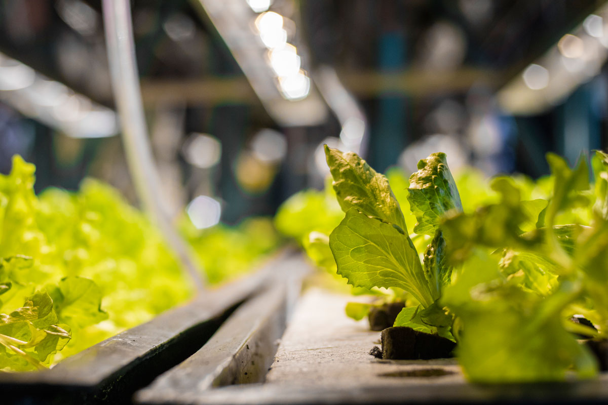 Healthy hydroponic root system in a Future Farms growing system