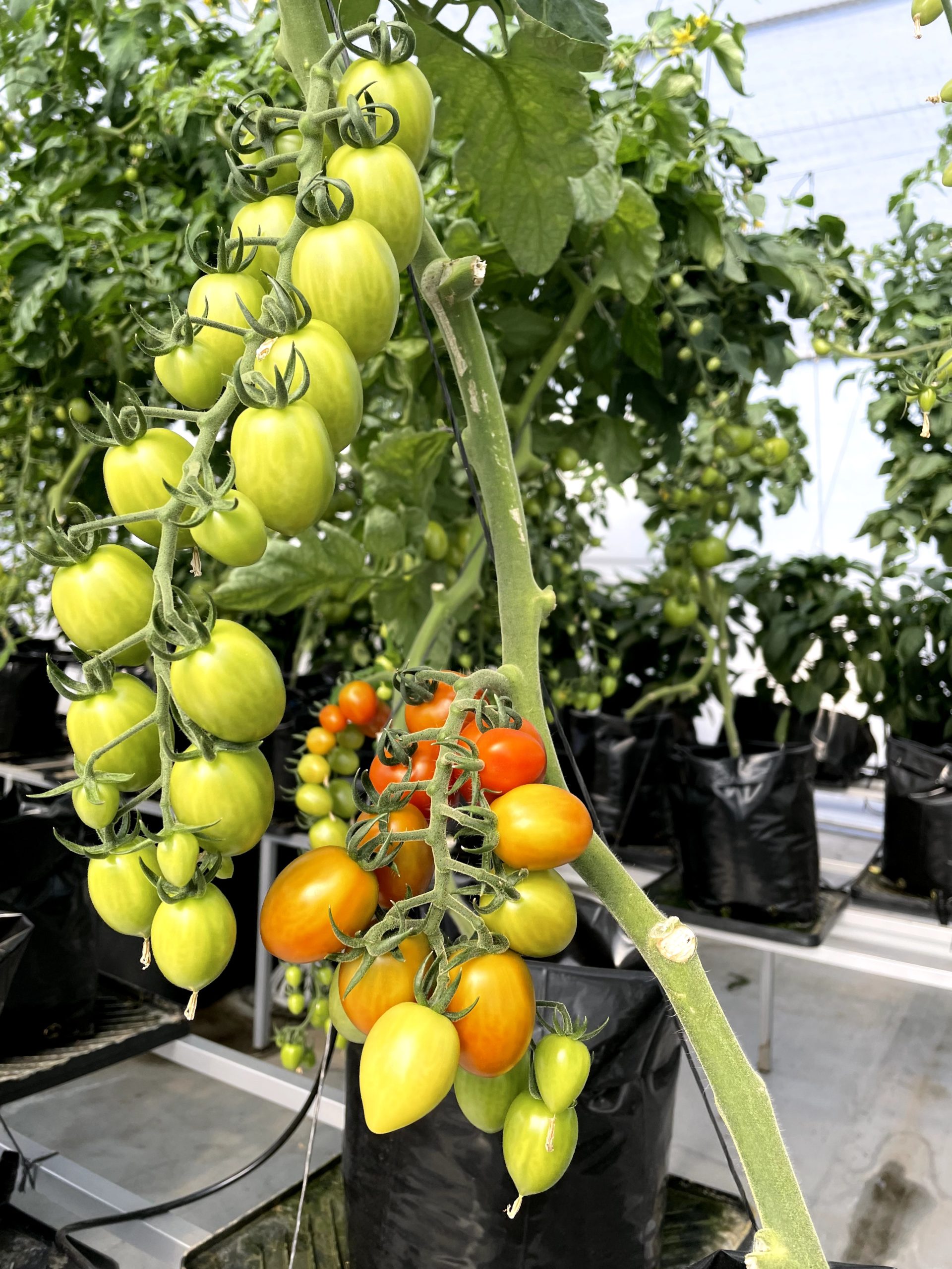 Future Farms team inspecting plants in a commercial hydroponic facility