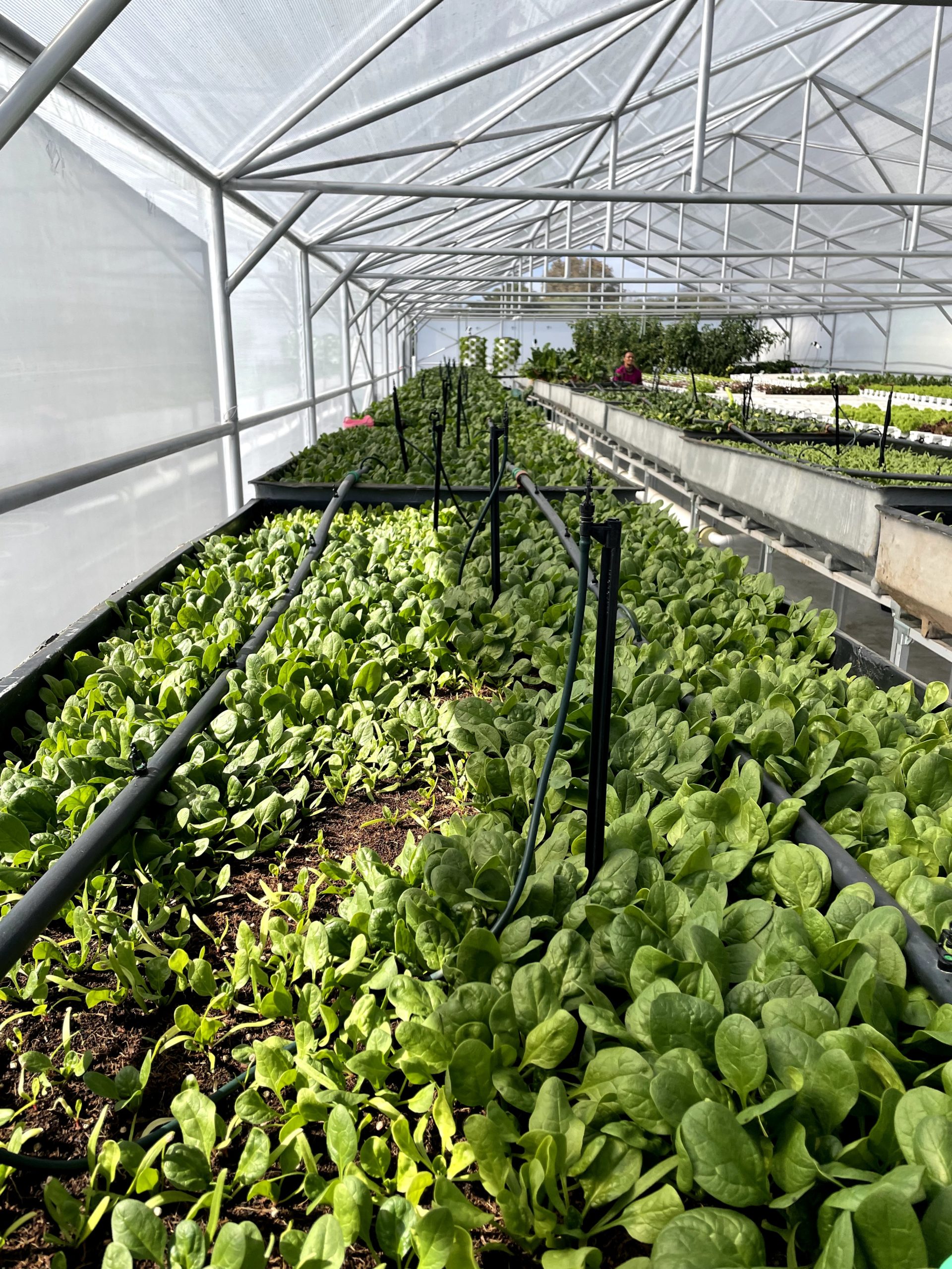 Future Farms agricultural tunnel installed on a South African commercial farm